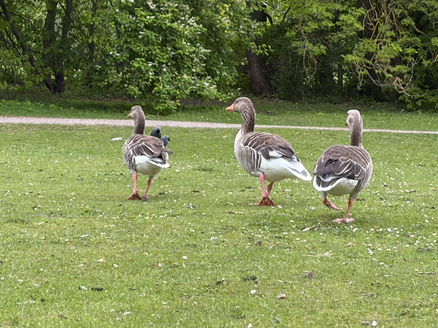 A photo of ducks that I took